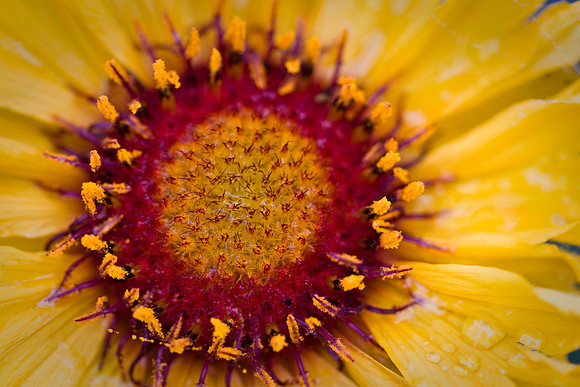 Brown Eyed Susan (2)