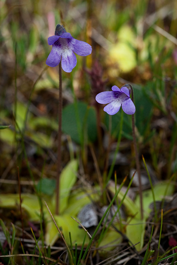 Common Butterwort - Pinguicula vulgaris