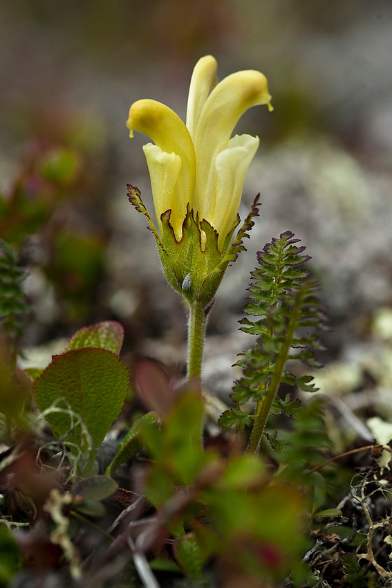 Capitae Lousewort - Pedicularis capitata