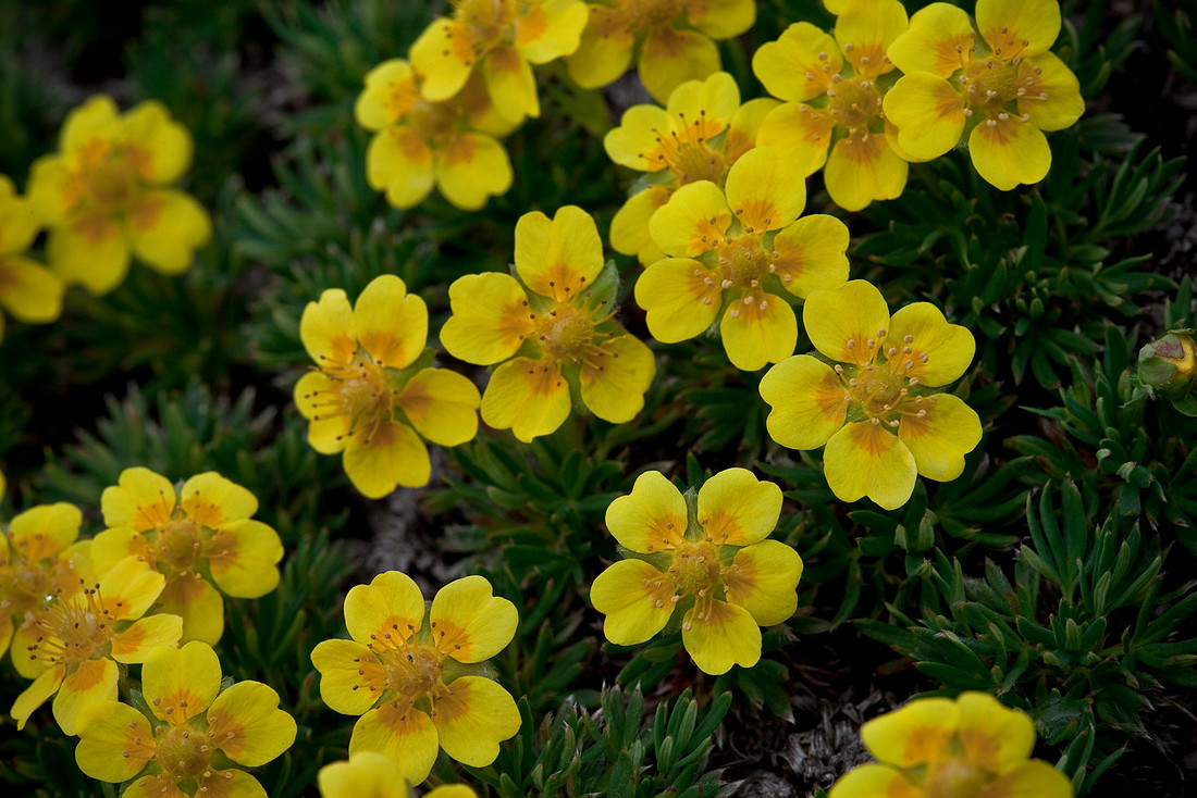 Two-flowered Cinquefoil - Potentilla biflora
