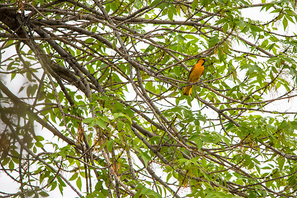 Bullock's Oriole - Icterus bullockii