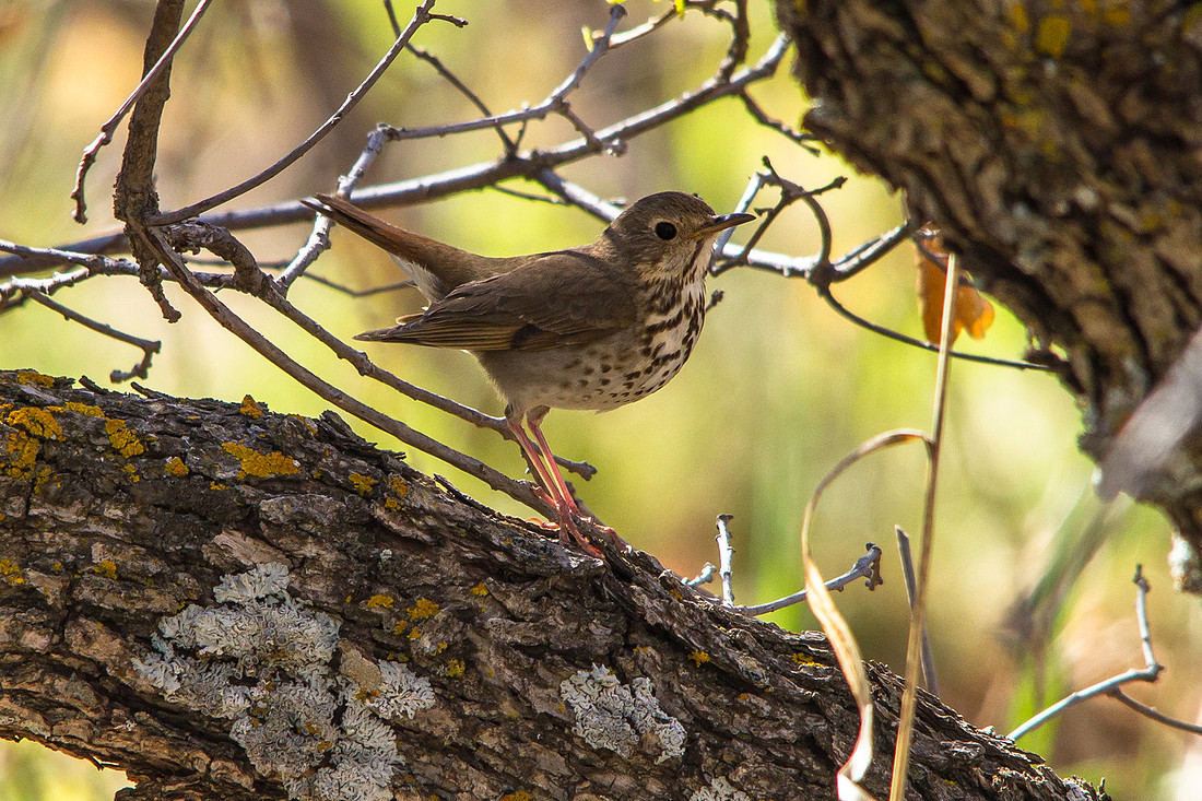 Swainson's Thrush