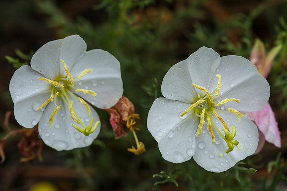 Evening Primrose - Oenothera cespitosa
