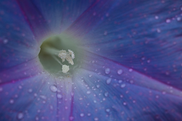 Morning Glory