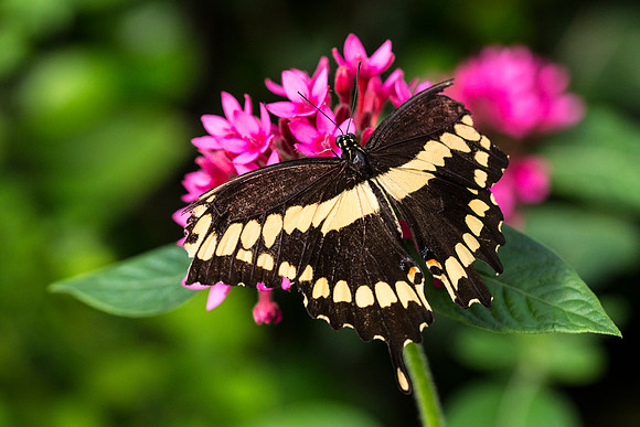 Giant Swallowtail (2) - Papilio cresphontes