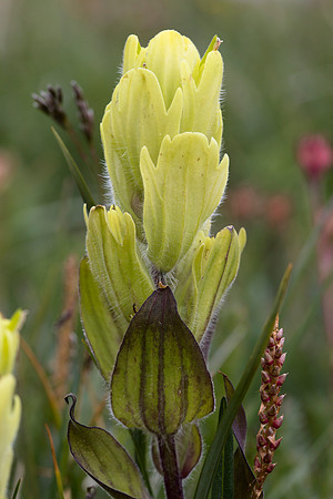 Western Yellow Paintbrush - Castilleja occidentalis