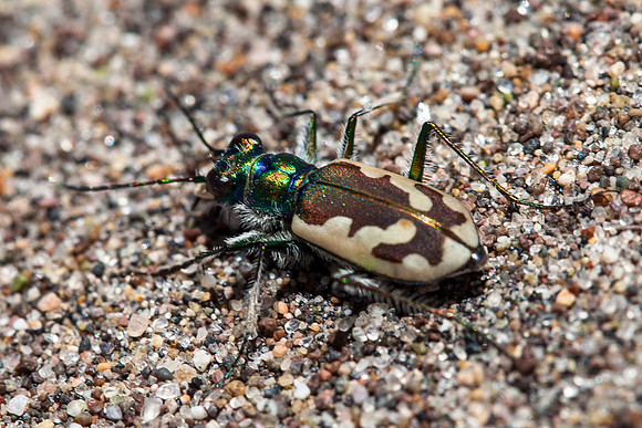 Tiger Beetle Profile