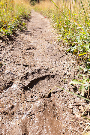 Fan Creek Trail: grizzly tracks in the mud