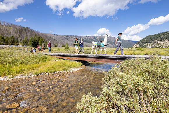 Fan Creek Trail: Llama outfitters crossing the Gallatin River