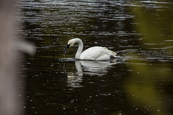 Feeding Trumpeter Swan