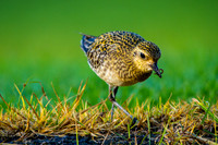 Golden Plover