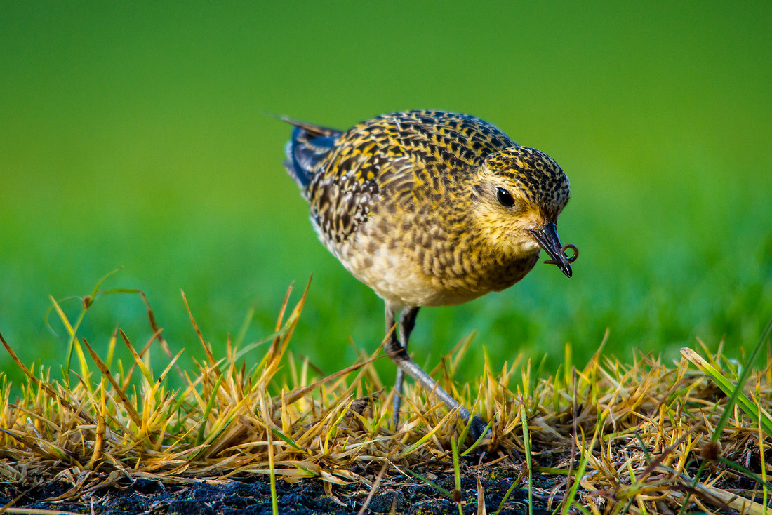 Golden Plover