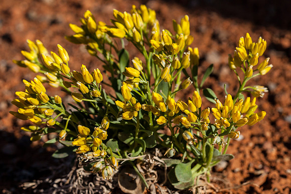 Sharp-leaf twinpod - Physaria acutifolia