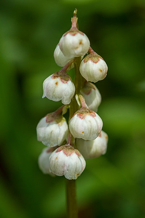 Small-flowered Wintergreen - Pyrola Minor