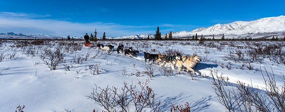 Mushing in Denali