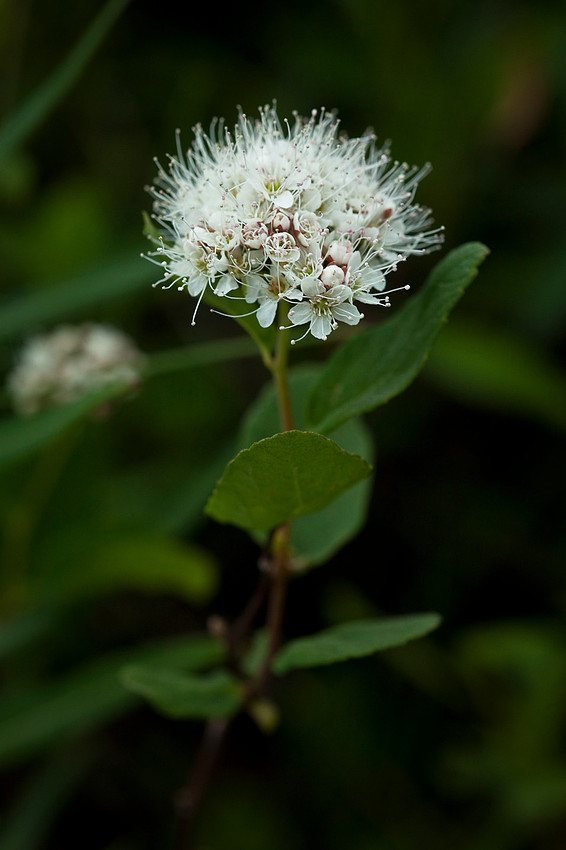 Alaska Spiraea - Spiraea stevenii