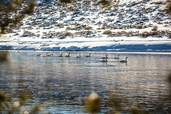 Trumpeter Swans on the Madison