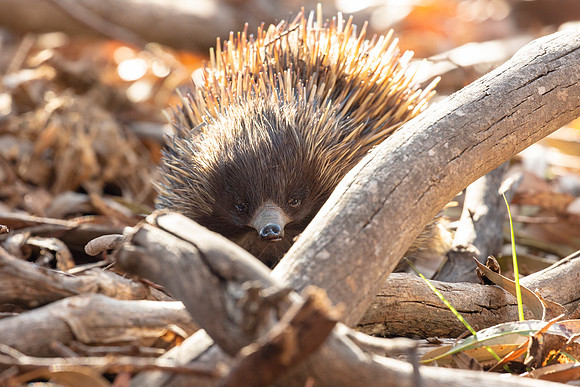 Kangaroo Island Short-beaked Echidna walking through duff - Tachyglossus aculeatus multiaculeatus
