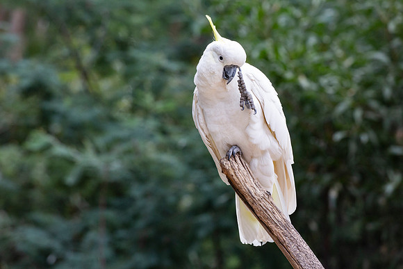 Sulphur-crested cockatoo - Cacatua galerita (m'lady)