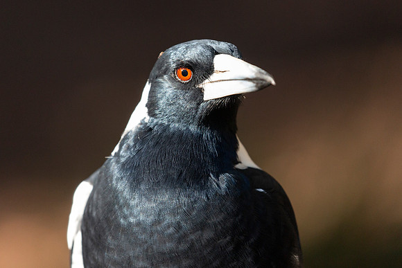 Australian Magpie Portrait - Cracticus tibicen