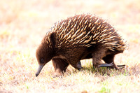 Short-beaked Echidna - Tachyglossus aculeatus aculeatus