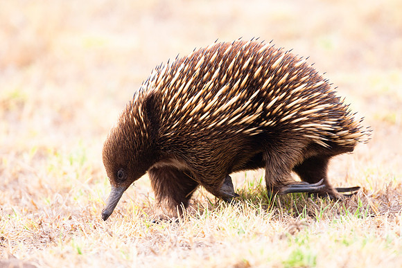 Short-beaked Echidna - Tachyglossus aculeatus aculeatus