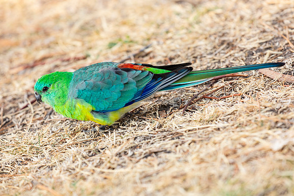 Red-rumped parrot - Psephotus haematonotus