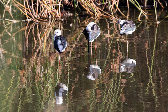 Pied Stilt reflections - Himantopus leucocephalus