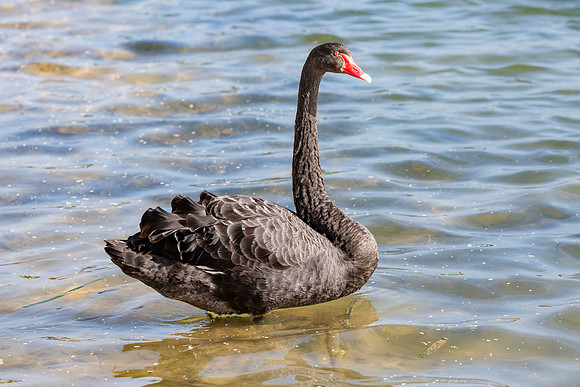 Black Swan - Cygnus atratus