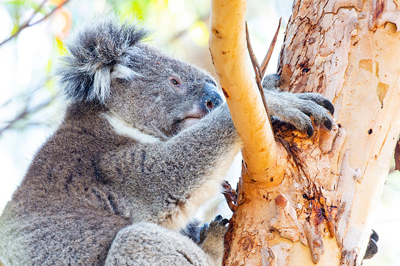 Koala in Flinders Chase National Park (2)