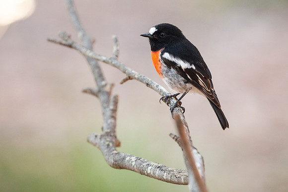 Scarlet Robin - Petroica boodang