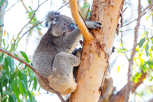 Koala in Flinders Chase National Park