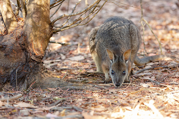 Wallaby sitting under a tree