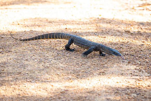 Goanna in Flinders Chase National Park