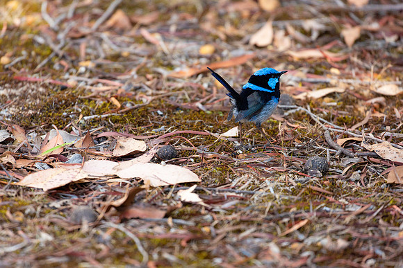 Splendid Fairywren - Malurus splendens