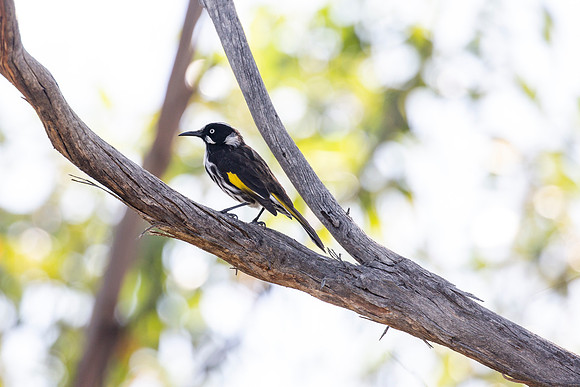 New Holland Honeyeater (2) - Phylidonyris novaehollandiae