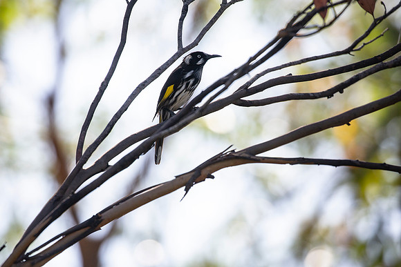 New Holland Honeyeater - Phylidonyris novaehollandiae