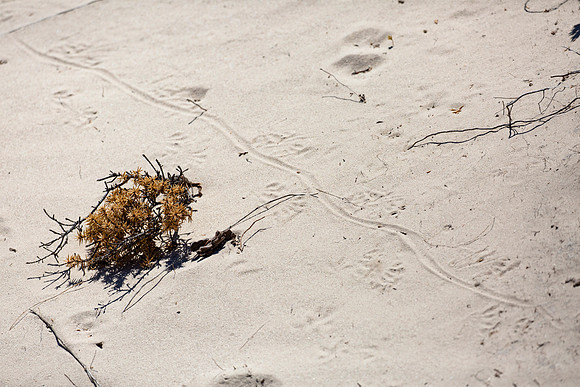 Goanna tracks