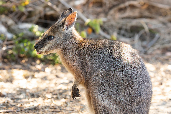 Wallaby blep