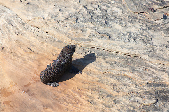 New Zealand fur seal pup (2)