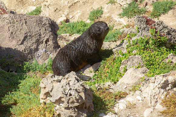 New Zealand fur seal pup