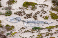 Whale bones on the beach