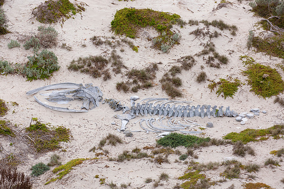 Whale bones on the beach