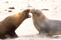 Males sea lions sparring at Seal Beach