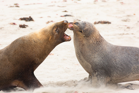 Males sea lions sparring at Seal Beach