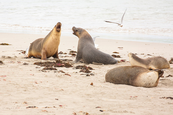 Australian sea lions