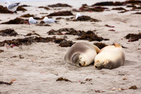 Australian sea lions napping