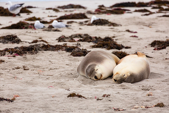 Australian sea lions napping