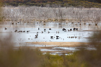 Black swans, Australian Shelducks, banded stilts, and eurasian coots at Murray Lake