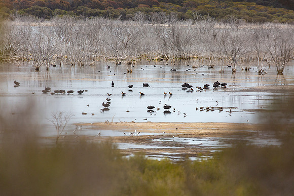 Black swans, Australian Shelducks, banded stilts, and eurasian coots at Murray Lake